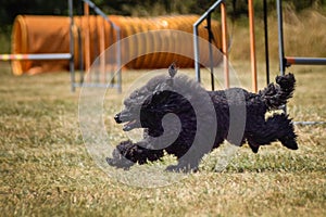 Dog is running in agility park.