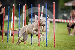 Dog is running in agility park.