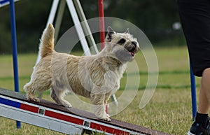 Dog is running in agility park on dog walk.