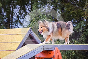 Dog is running in agility park on dog walk.