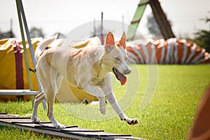 Dog is running in agility park on dog walk.