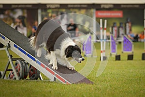 Dog is running on agility see-saw.