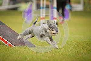 Dog is running on agility see-saw.