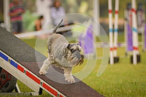 Dog is running on agility see-saw.