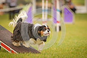 Dog is running on agility see-saw.