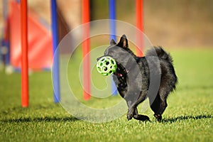 Dog is running on agility slalom.