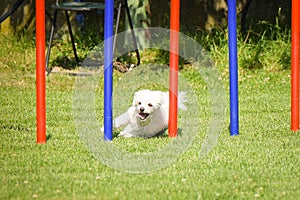 Dog is running on  agility training slalom.