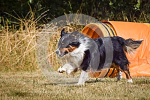 Dog is running in agility tunel