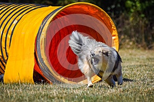 Dog is running in agility tunel