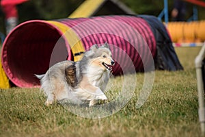 Dog is running in agility tunel.