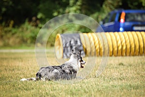 Dog is running in agility tunel.