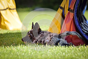 Dog is running in agility tunel.