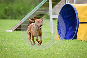 Dog is running in agility tunel