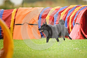 Dog is running in agility tunel