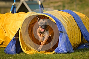 Dog is running in agility tunel