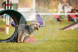 Dog is running in agility tunel