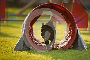 Dog is running in agility tunel