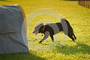 Dog is running in agility tunel