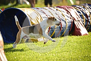 Dog is running in agility tunel