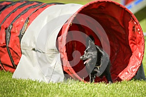 Dog is running in agility tunel