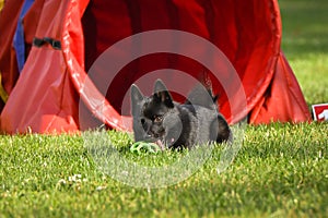 Dog is running in agility tunel