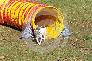 Dog is running through agility tunnel in the autumn park.