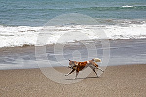 Dog running along img