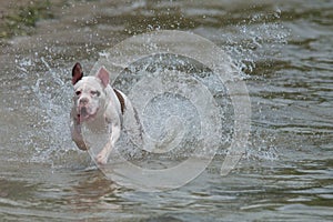 Dog running along beach