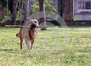 Dog running on an amused lawn with a stick between his teeth as he takes it back to his human friend..