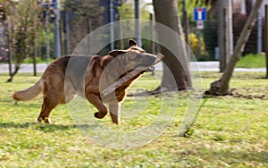 Dog running on an amused lawn with a stick between his teeth as he takes it back to his human friend..