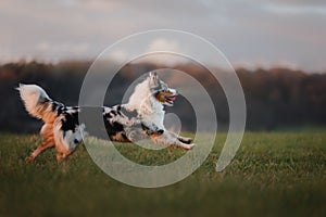 The dog is running around the field, on the nature at sunset.