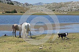 Dog running around white mare with foal on the pasture