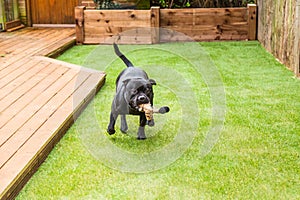 Dog running on artifical grass by decking with a toy in his mouth