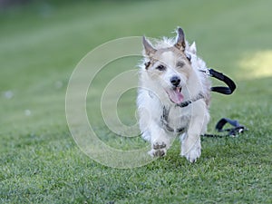 Dog running away lead