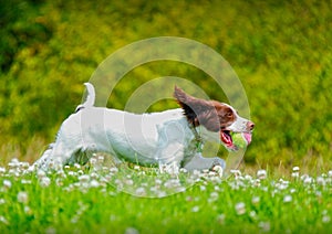 Dog running with a ball photo