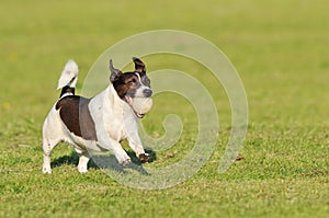 Dog running with ball