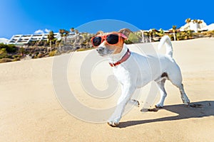 Dog running at beach