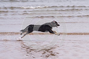 Dog running on the beach