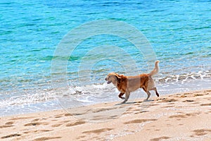 Dog running at a beach