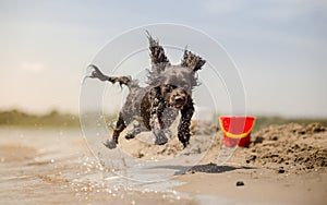 El perro correr sobre el Playa 