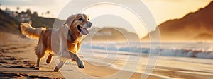 Dog Running on the Beach, an Active Golden Retriever Dog Romp by the Sea. Sunset time. Summer activities. AI generative photo