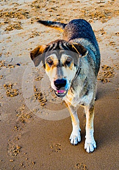 Dog running on a beach photo