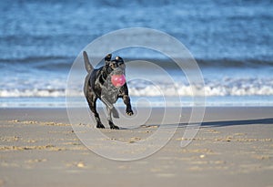 Dog running on beach carrying ball