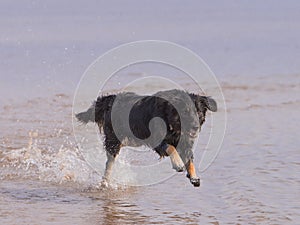 Dog running on the beach