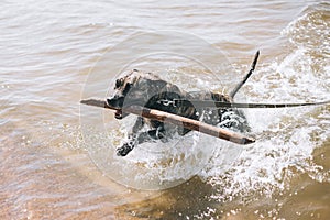 Dog running on the Beach with a Stick. American staffordshire terrier