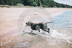 Dog running on the Beach with a Stick. American staffordshire terrier