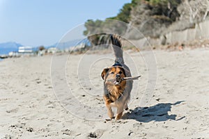 Dog running on the beach with a stick, Paestum beach.