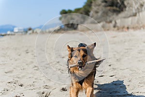 Dog running on the beach with a stick, Paestum beach.
