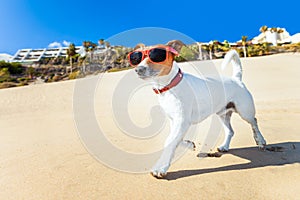 El perro correr sobre el Playa 