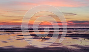 Dog running on the beach at sunset in Oregon